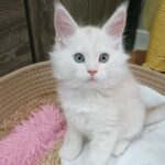 Chaton Chatterie La voie féline, élévage de Maine Coon Occitanie