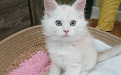 La stérélisation précoce des chatons: une pratique reconnue par la médecine vétérinaire.