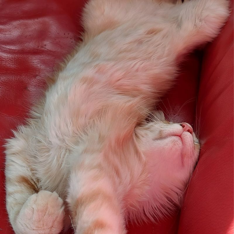 Détente absolu à la chatterie de la voie féline dans le tarn
