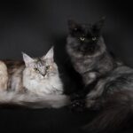 Chatterie de La Voie Féline, un élevage de Maine Coon en Occitanie