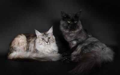 Maine Coon Mâle ou femelle : quelles différences ?