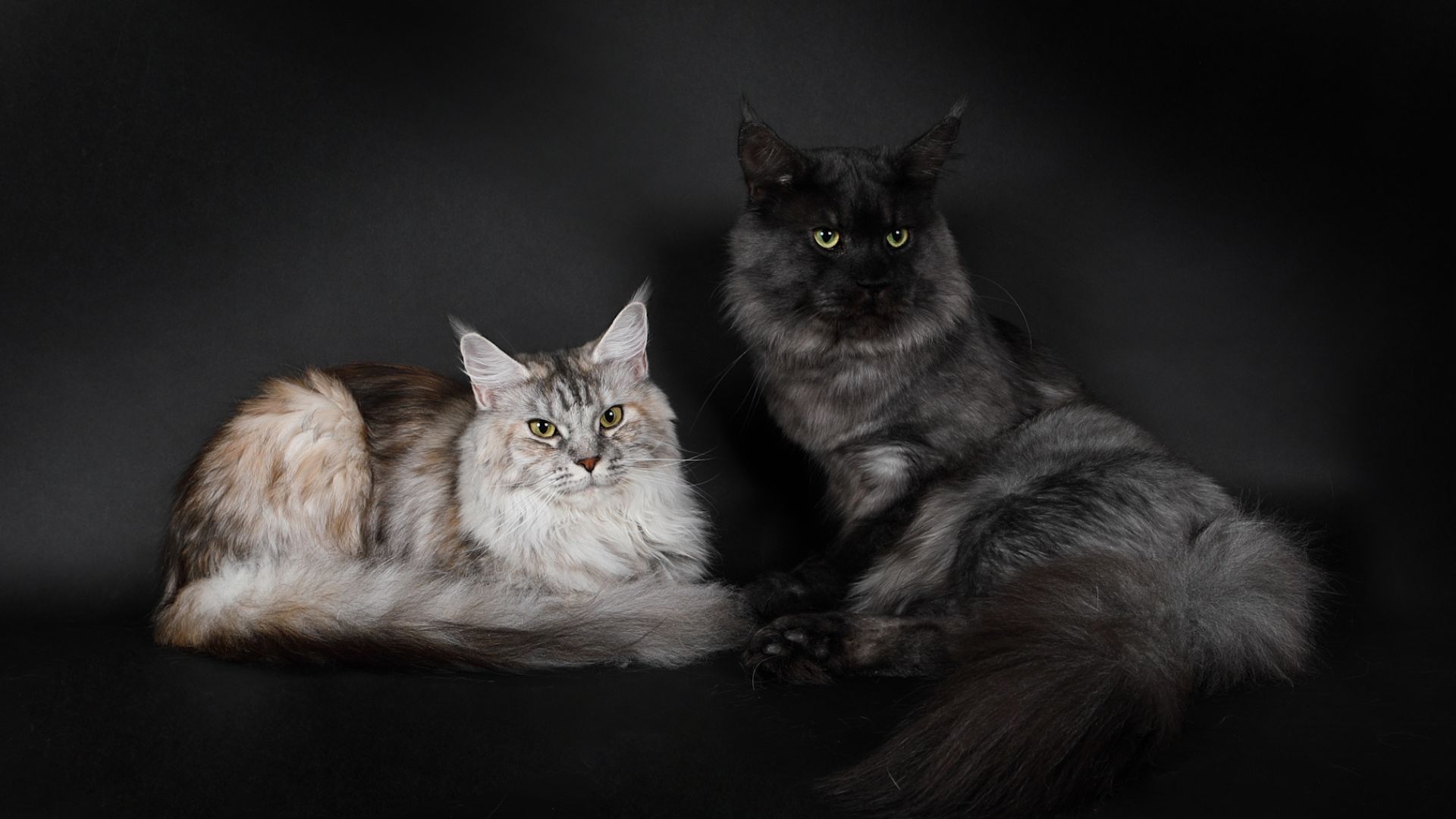 Chatterie de La Voie Féline, un élevage de Maine Coon en Occitanie