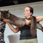 Les Maine Coon de la Voie Féline à l'exposition de Montbeton