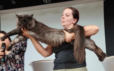 Comprendre les expositions félines !!