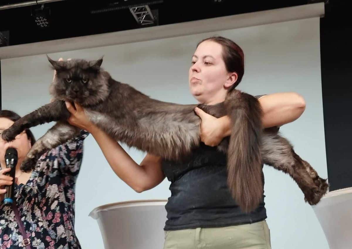 Les Maine Coon de la Voie Féline à l'exposition de Montbeton