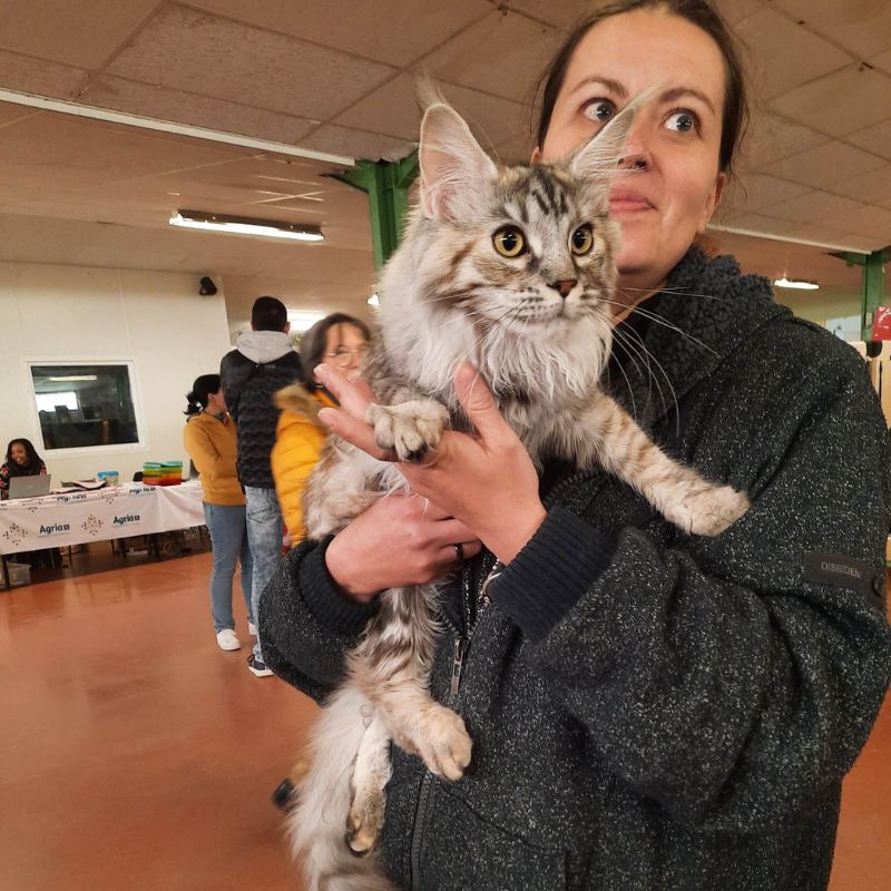 tyrika des préhistochat femelle très câline