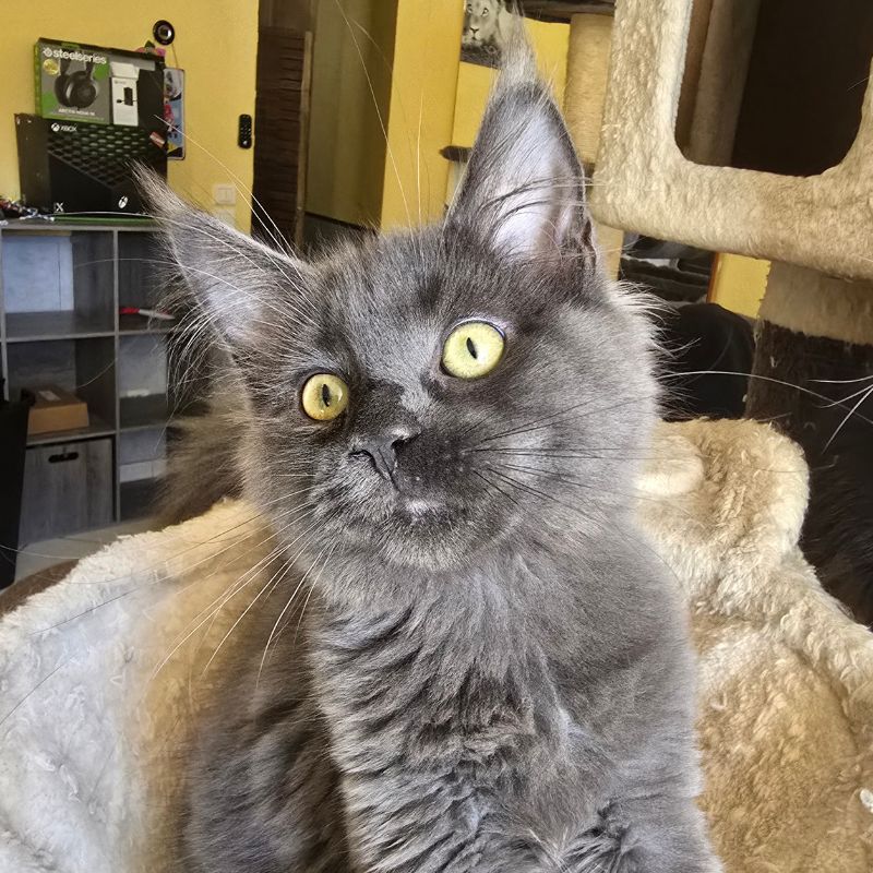 Ushuaia De La Voie Féline, chaton maine coon à adopter