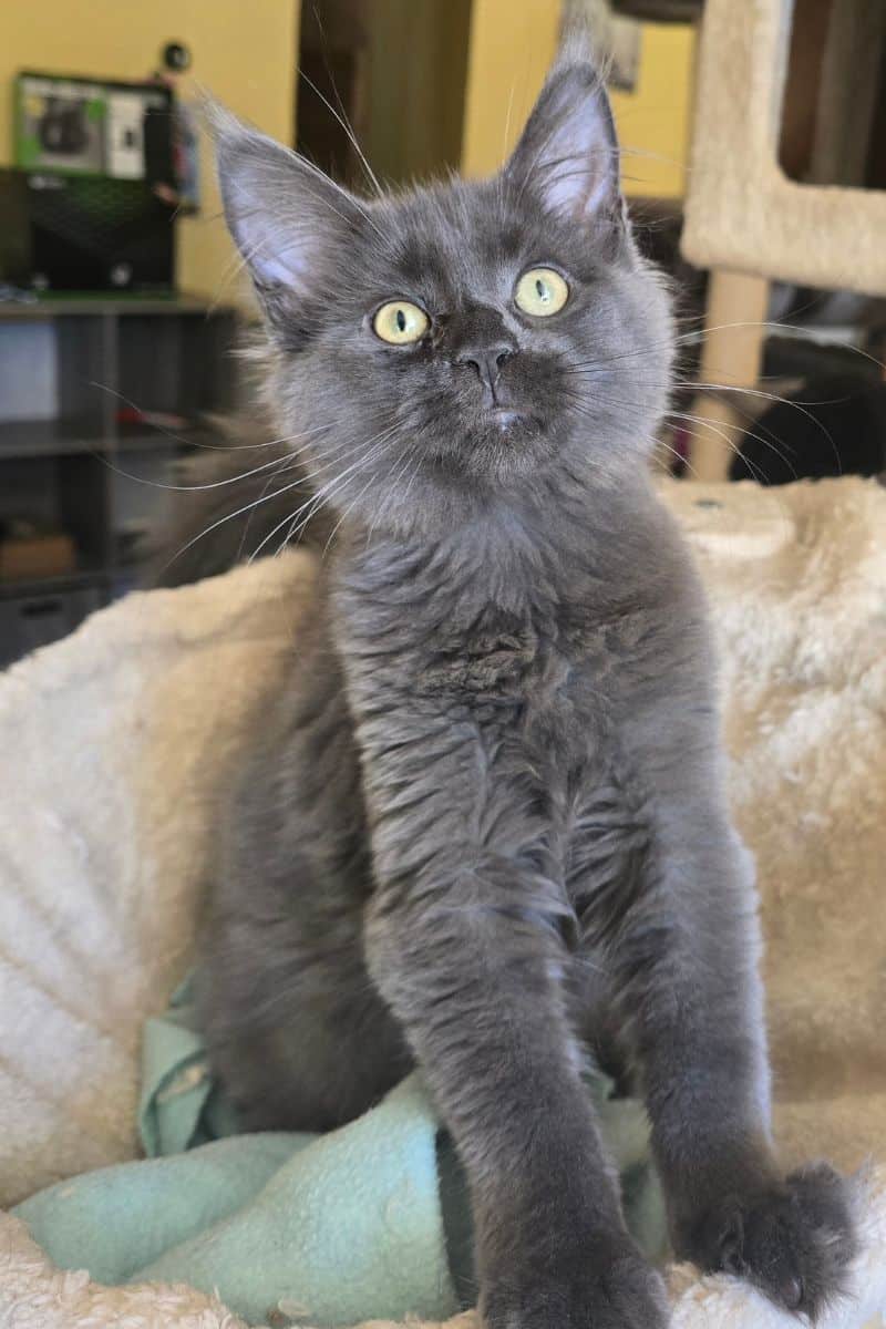 asta.de.lavoiefeline-min Ushuaia De La Voie Féline, chaton maine coon à adopter
