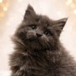 Akira de la voie féline chatterie Tarn occitanie