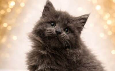 Quel est le poids d&rsquo;un Maine Coon ?