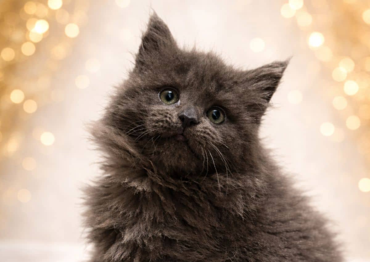 Akira-chaton-maine-coon-de-la-voie-féline-tarn Akira de la voie féline chatterie Tarn occitanie