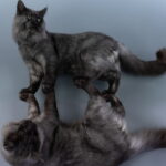 Tiger mâle Maine coon