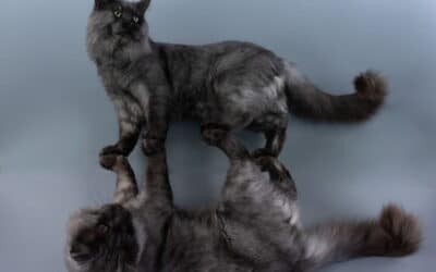 Quelle taille fait un Maine Coon? Taille, poids et croissance du plus grand chat domestique