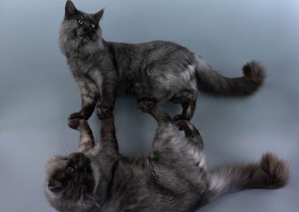 Tiger mâle Maine coon