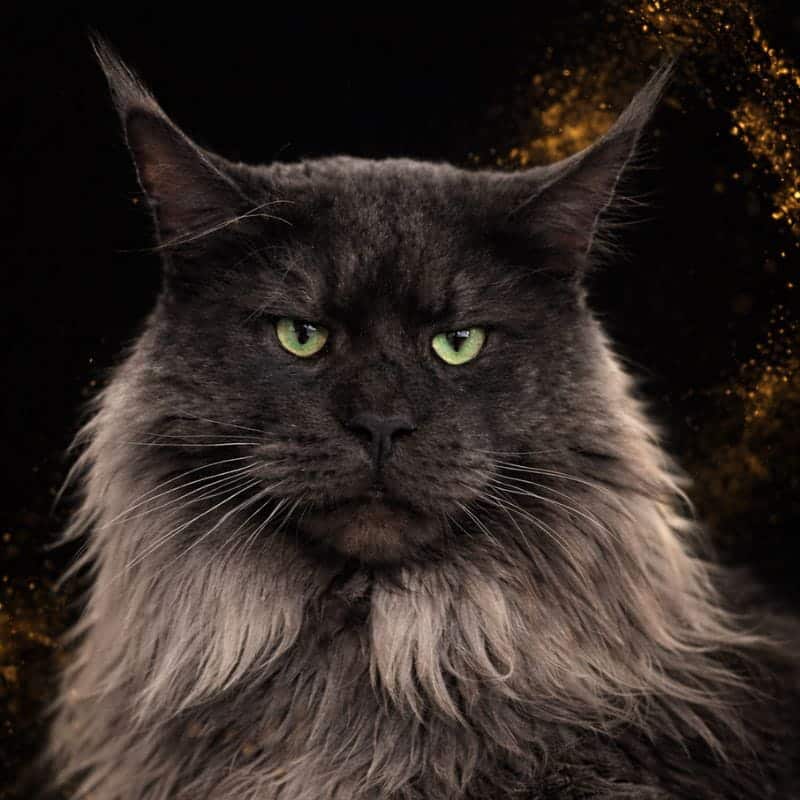 Tiger, chat Maine Coon