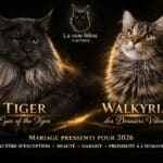 Tiger et walkyria de la chatterie de la voie féline tarn