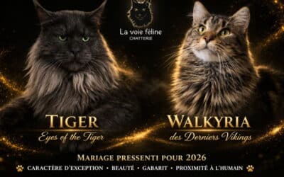🐾 Mariage Maine Coon 2026 — Tiger Eyes Of The Tiger & Walkyria des Derniers Vikings