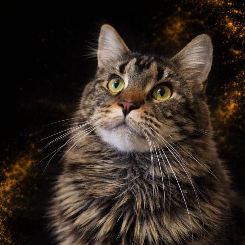 Tykira, chatte Maine Coon