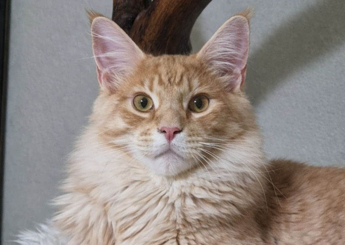 Zygarde de la voie féline Maine coon de 1 an tête encore en développement.