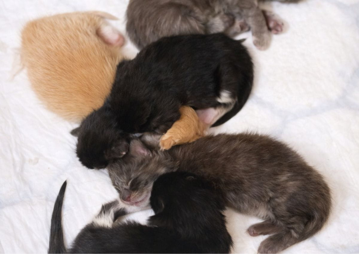 les chatons naissent dans un environnement propre, surveillé et sécurisé afin d'assure leur bien-être dans les premiers jours