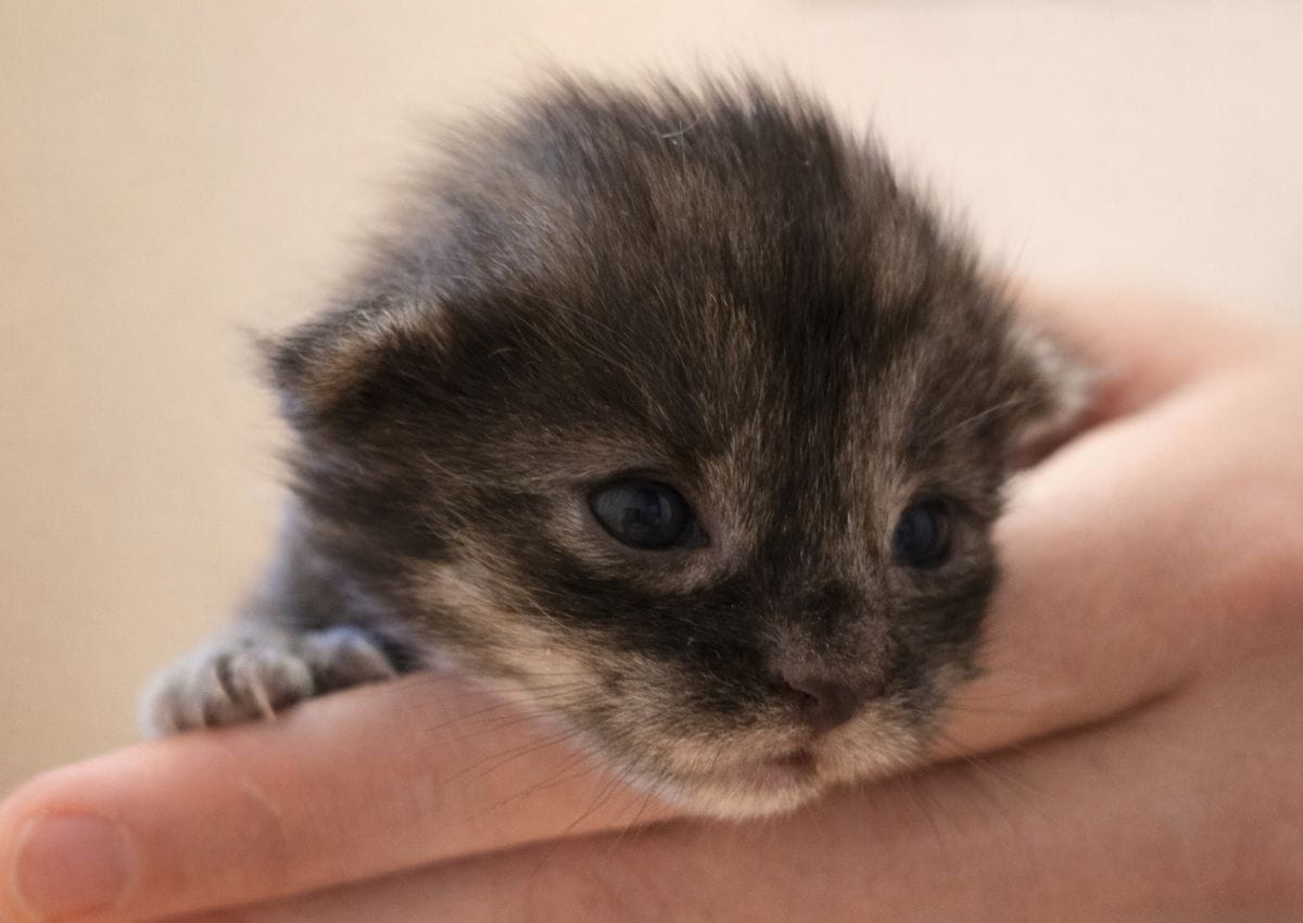 La stérilisation précoce des chatons est aujourd’hui une pratique de plus en plus reconnue par la médecine vétérinaire et utilisée depuis des décennies dans plusieurs pays.