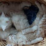 Chatons Maine Coon de la voie féline