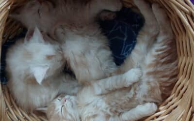 Â quel âge stéréliser un chaton ?