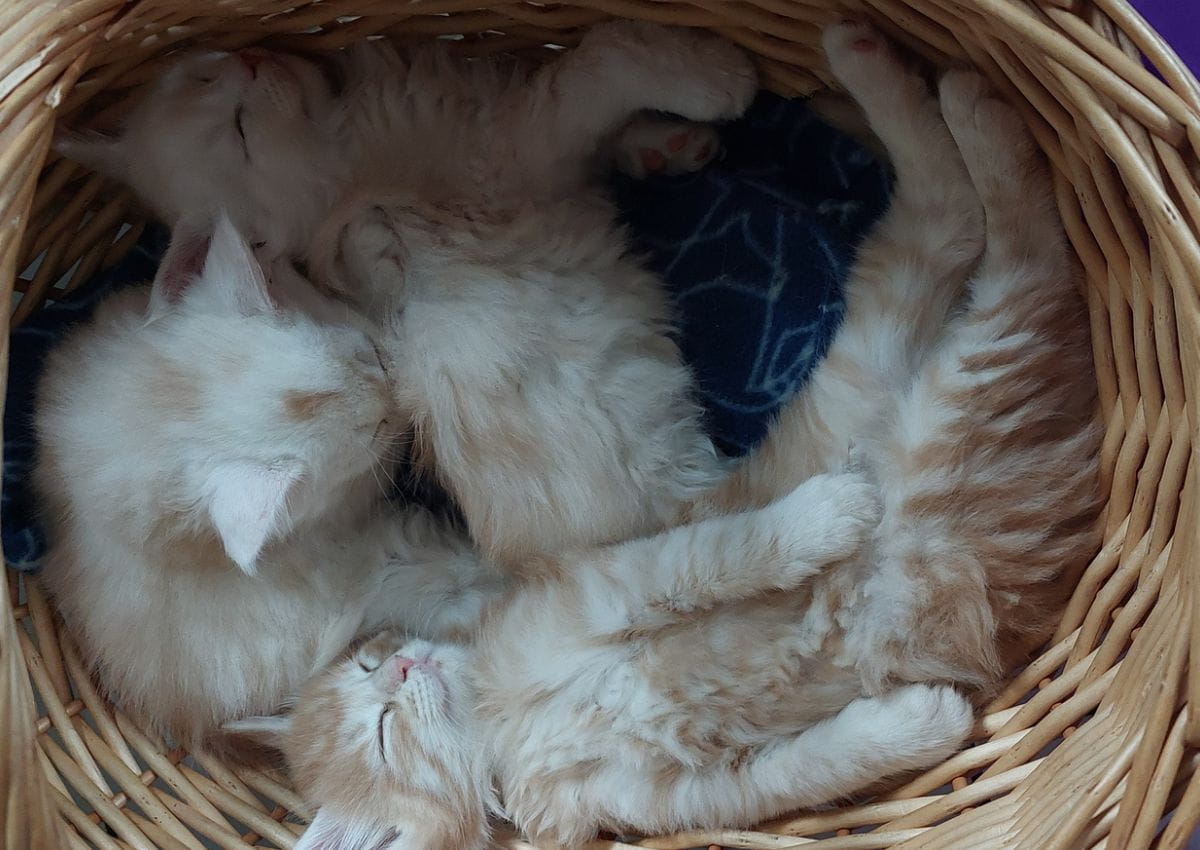 Chatons Maine Coon de la voie féline 