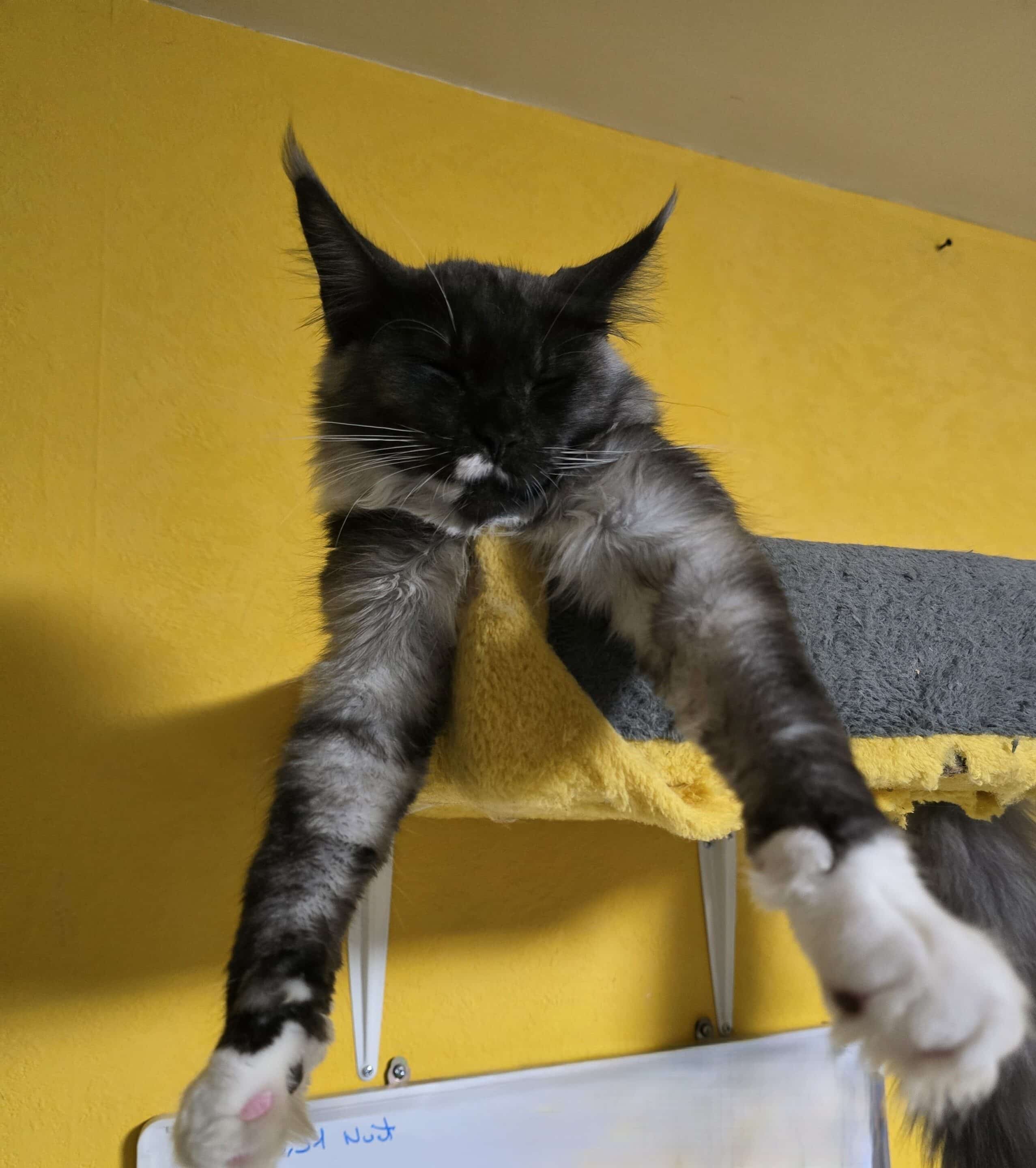 Un Maine Coon de la chatterie de la voie féline pas si majestueux 