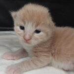 Chaton Maine coon de la voie feline