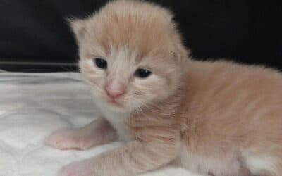 Quel est le prix d&rsquo;un Maine Coon? Explications d&rsquo;un élevage LOOF