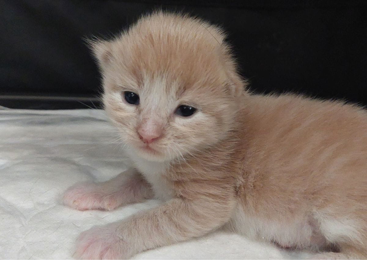 Chaton Maine coon de la voie feline