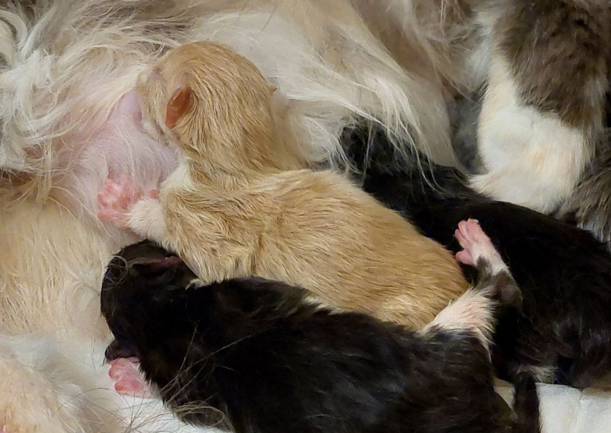 Chaton Maine coon entrain de téter à la chatterie de la voie féline