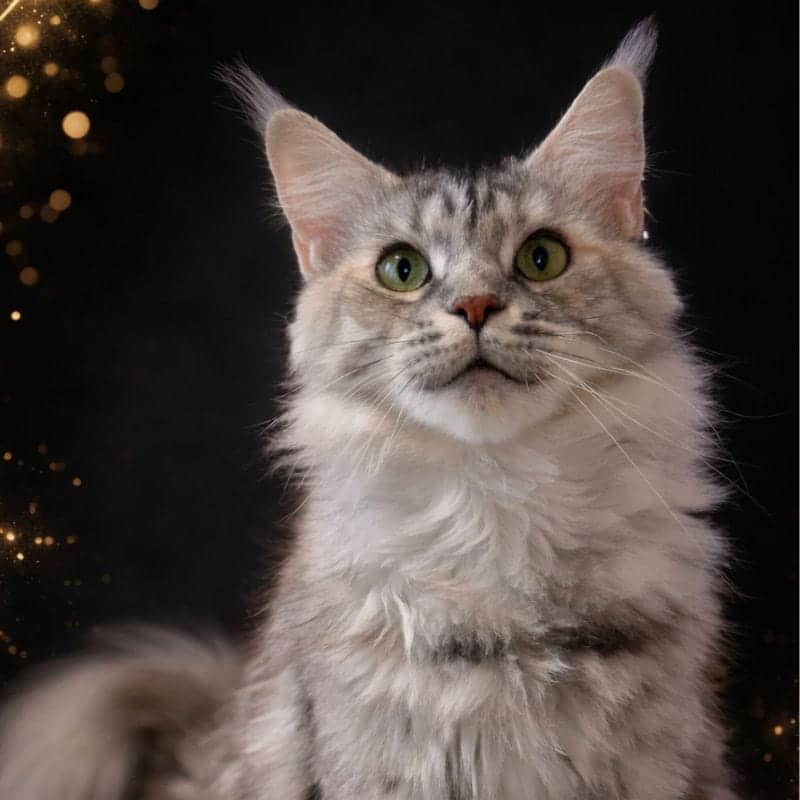 Tykira, chatte Maine Coon