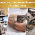 Un élevage sérieux assure un suivi vétérinaire régulier et offre un environnement sain