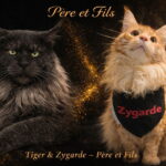Tiger eyes of the tiger et son fils Zygarde de la voie féline chatterie occitanie tarn