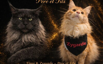 Une belle surprise dans la boîte aux lettres pour la chatterie.