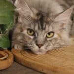Tyrika des préhistochats femelle Maine Coon