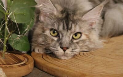 Le caractère du Maine Coon : Un géant doux et proche de l&rsquo;humain.