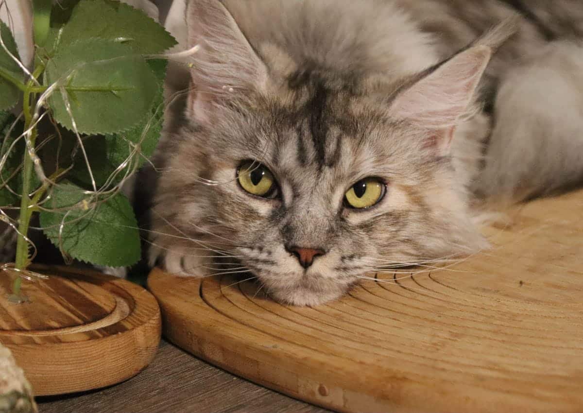 Tyrika des préhistochats femelle Maine Coon