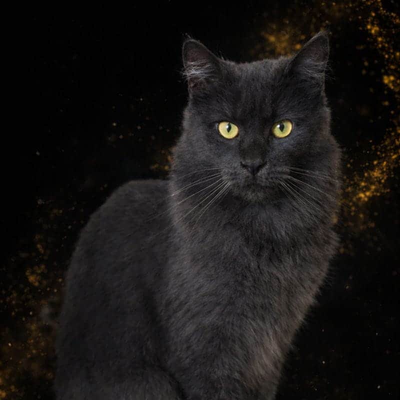 unity-de-la-voie-feline Tykira, chatte reproductrice Maine Coon