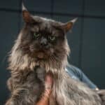 Tiger eyes of the tiger en exposition à sénas