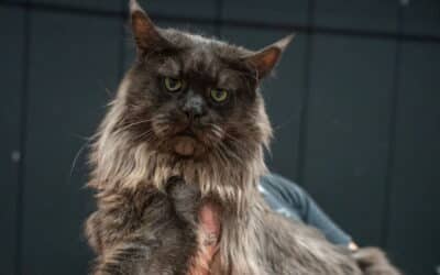 Exposition Féline de Sénas : un week-end d&rsquo;exeption pour la Chatterie de la voie féline