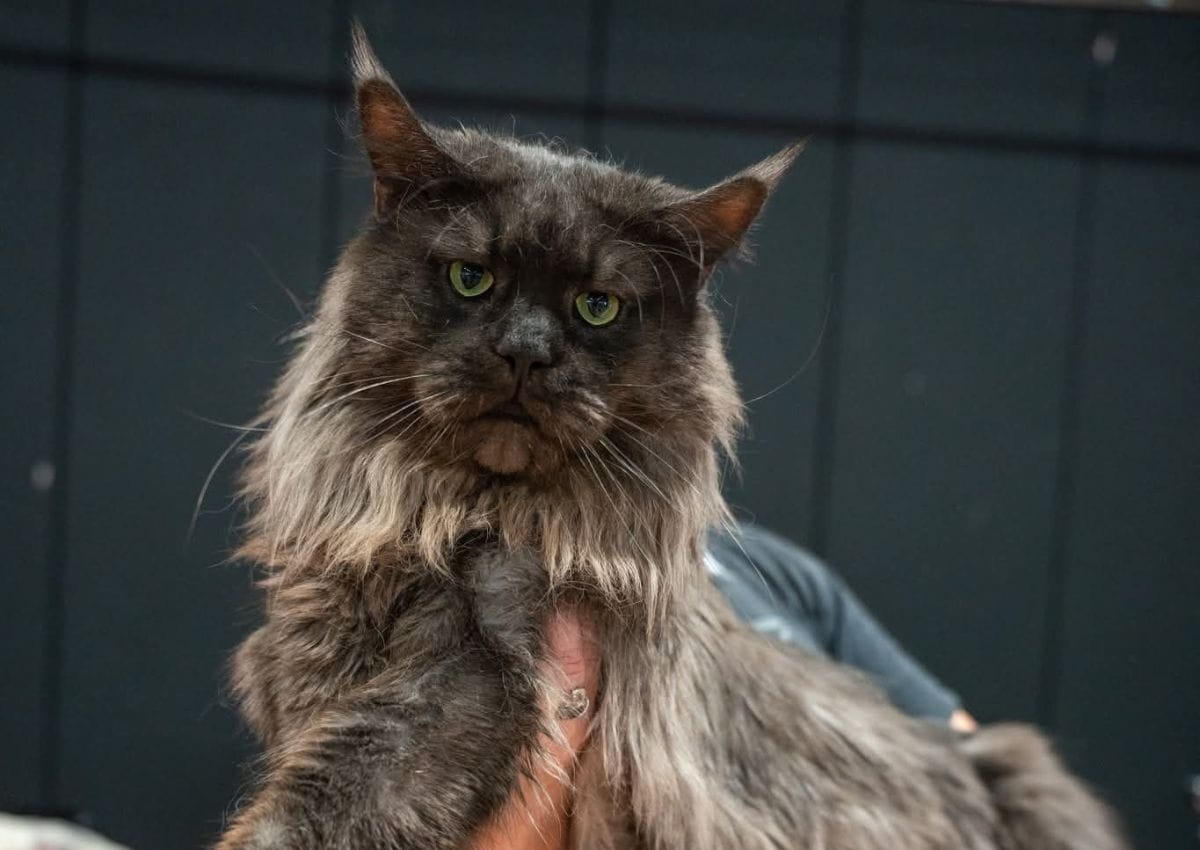 Tiger eyes of the tiger en exposition à sénas