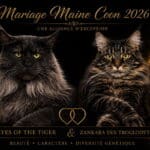 Mariage 2026 Tiger eyes of the tiger et zankara des troglodytes-anjou. Maine coon tarn occitanie