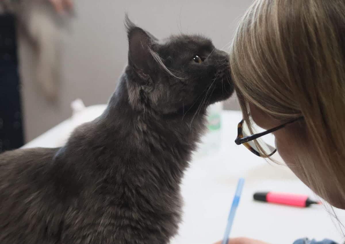 Akira de la voie féline sur la table du juge. Et un petit bisou à la juge