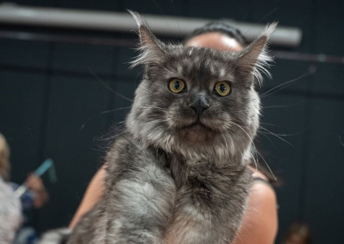 Apophis de la voie féline à Sénas