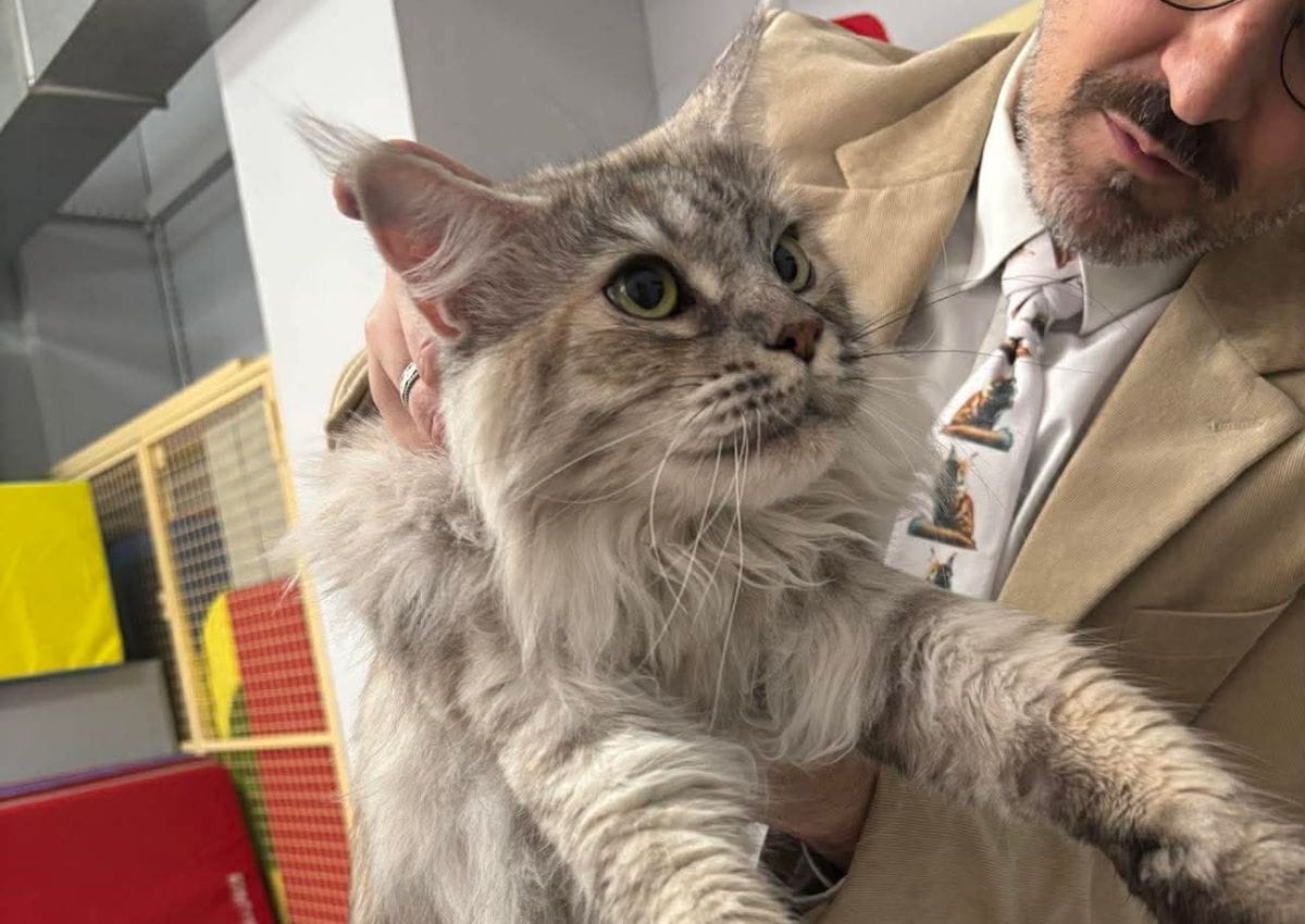 Tyrika des préhistochats en jugement à Sénas