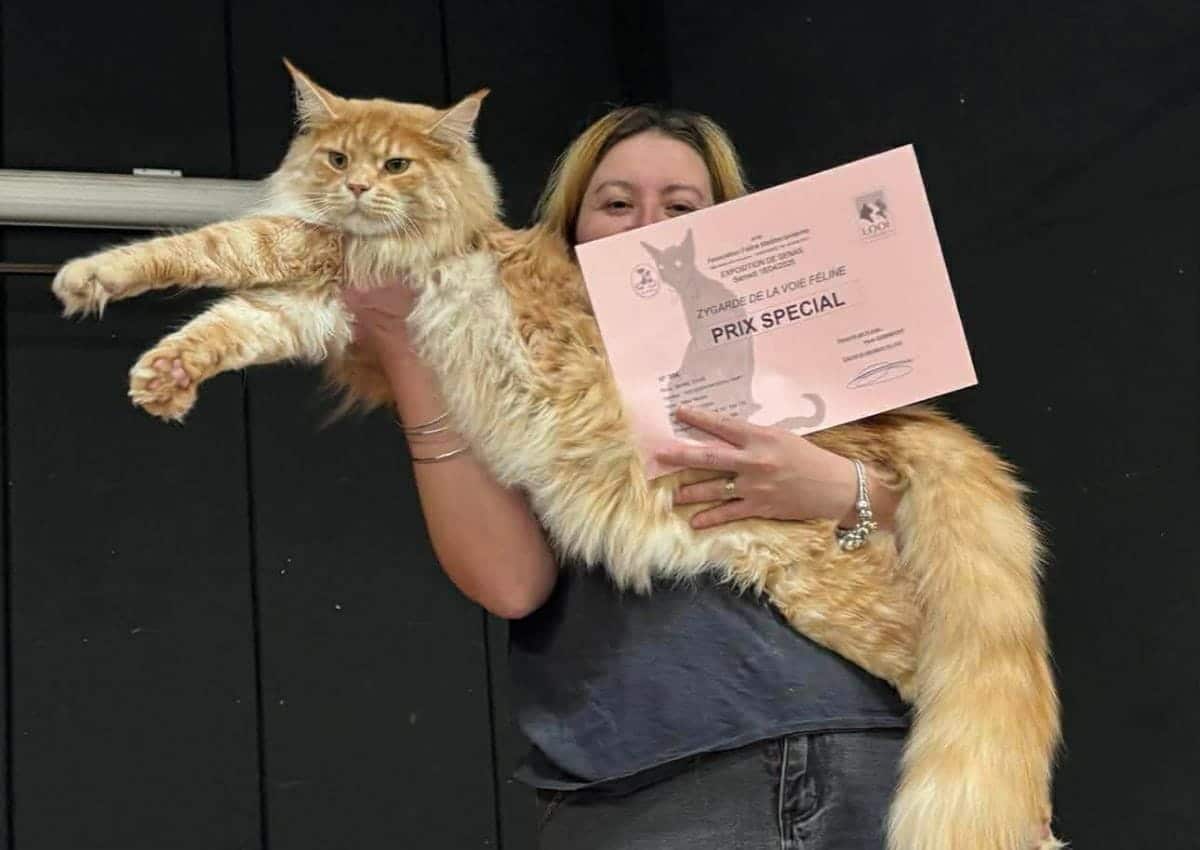 zygarde la voie féline avec son prix spéciale de l'exposition féline  de Sénas
