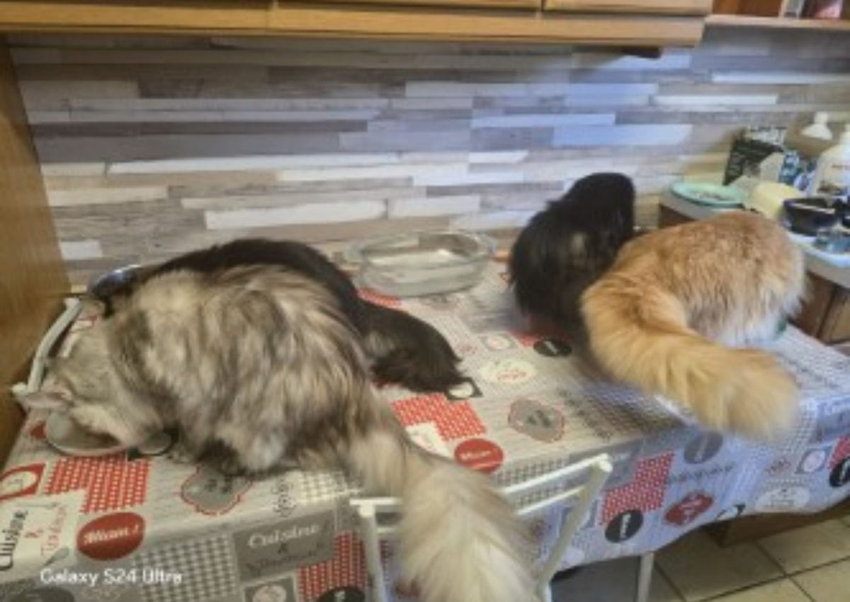 A table pour les maine coon de la chatterie de la voie féline dans le tarn